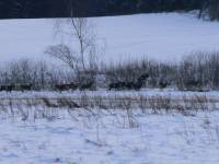 muflons on the horizon captain!